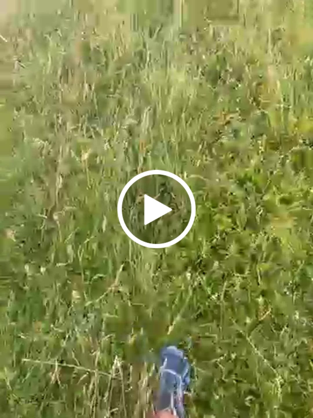 Customer video review of Fast Ⅰ Pro - Scarpe Barefoot