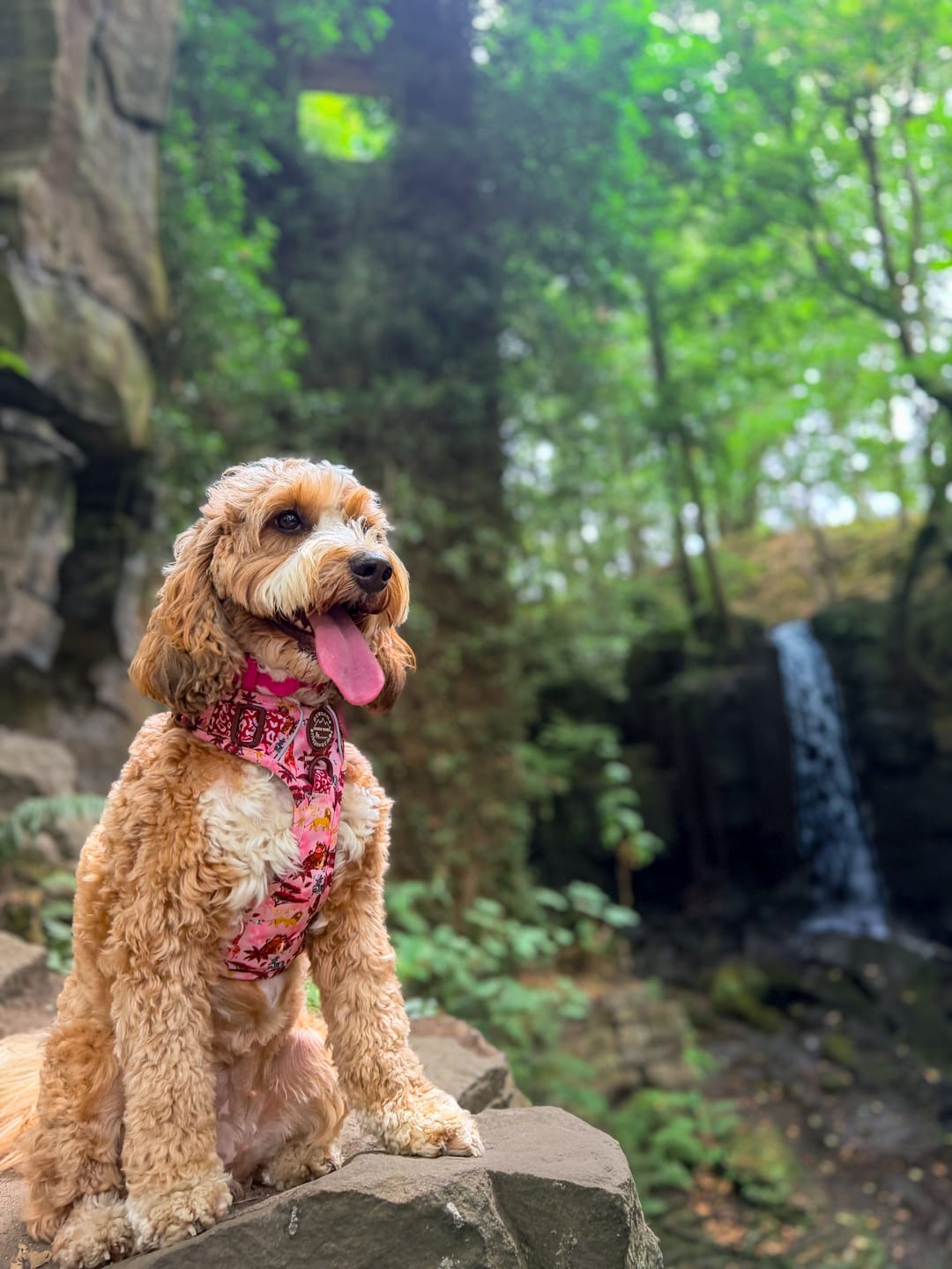 Customer photo review of Disney© Tough Trails™ Harness - Sunset Safari