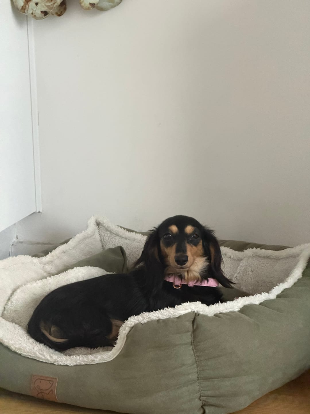 Customer photo review of Bunny Pink Dog Collar