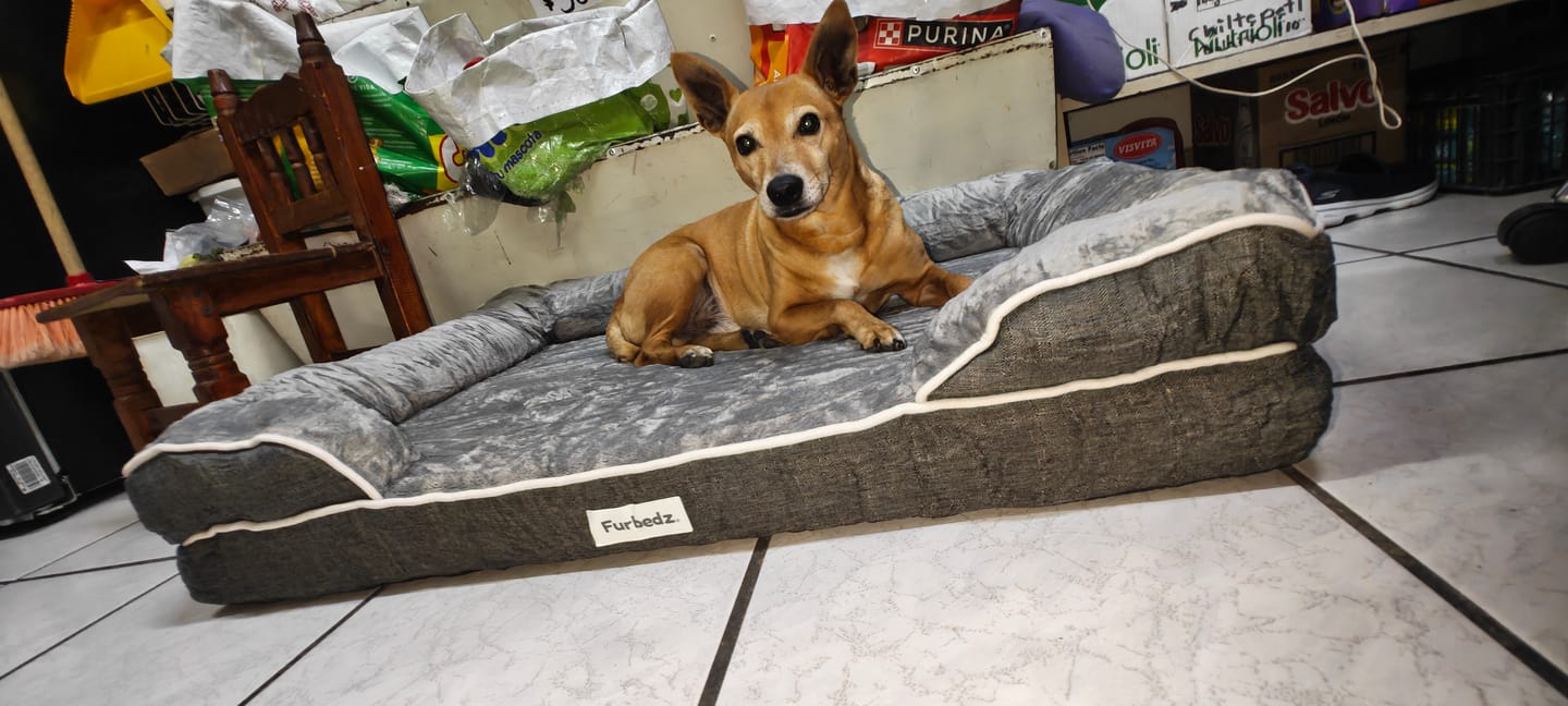 Customer photo review of Cama Ortopédica para Perros