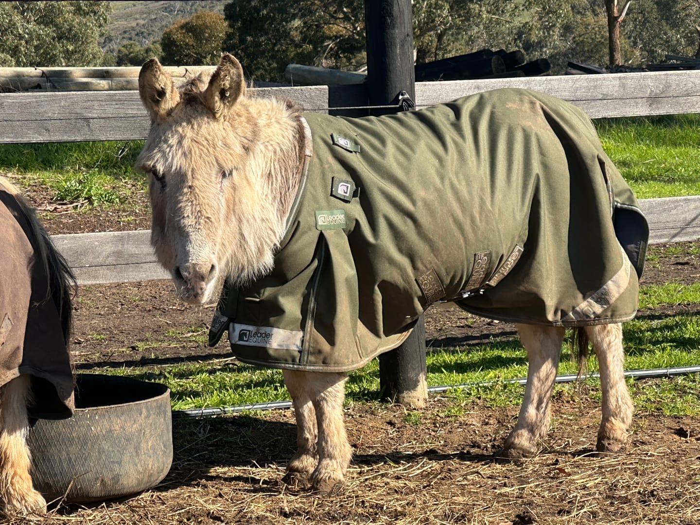 Customer photo review of LE Boxter Pony Turnout 50g