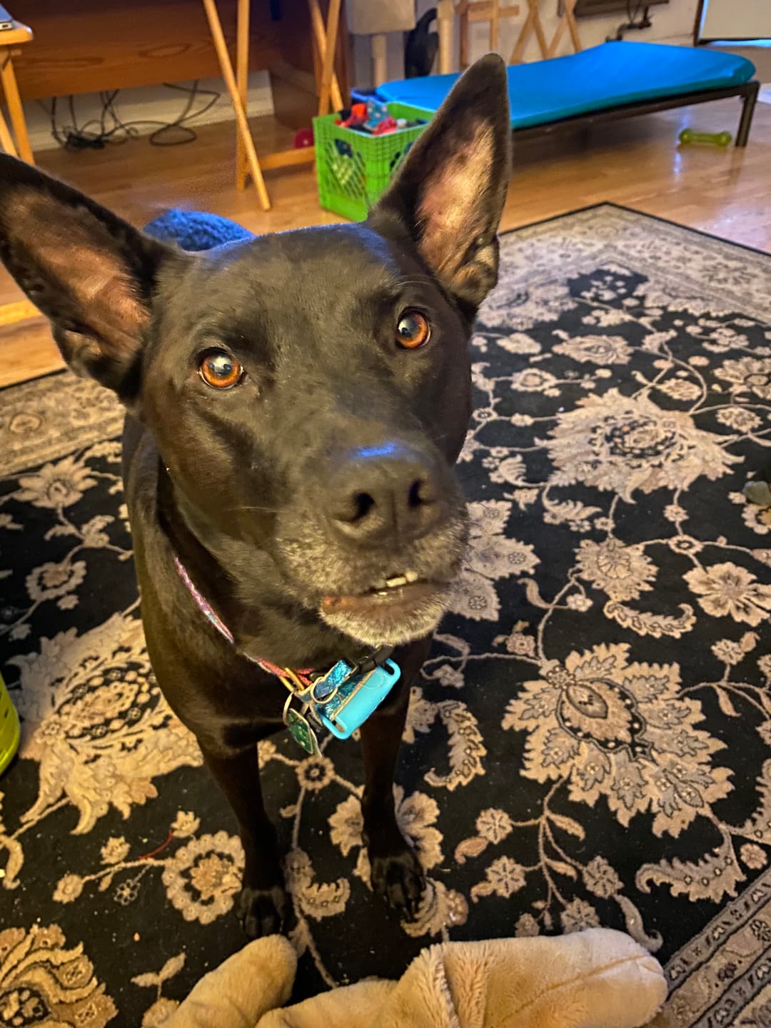 Customer photo review of Iron Paws Daily Human-Grade Superfood For Dogs