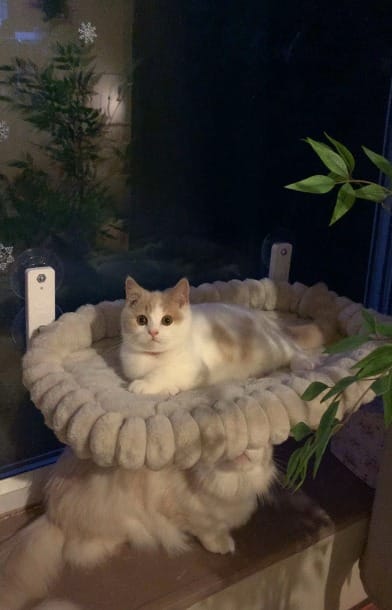 Customer photo review of Cozy Cat Window Perch Sale