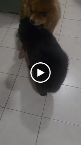Video de Carlos Alberto B.