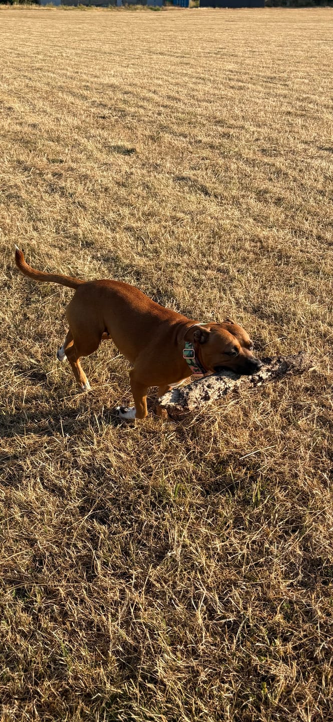 Customer photo review of 4cm Lighter Combat® Collar | With Handle & Secure Clip - Pink Camouflage