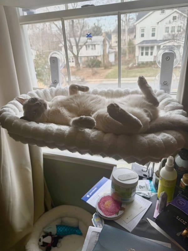Customer photo review of Cozy Cat Window Perch Sale