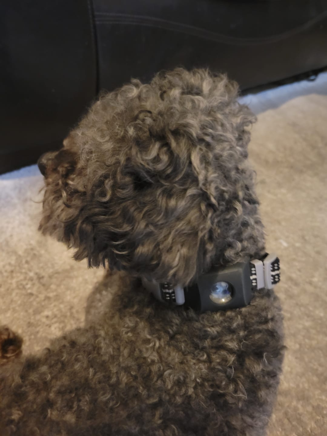 Customer photo review of FurLife™ 12 Months Flea and Tick Free