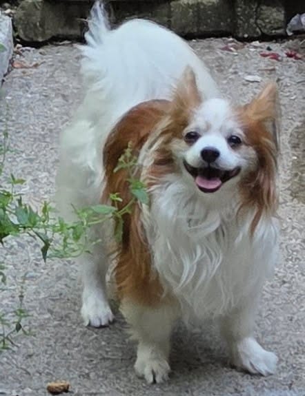 Customer photo review of FurLife™ 12 Months Flea and Tick Free