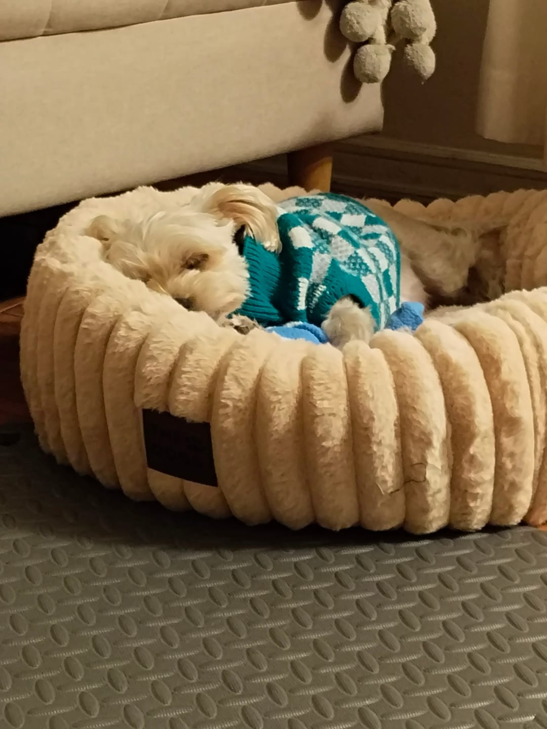 Customer photo review of Luxury Edition: Cama Anti-Estrés THE DOGS
