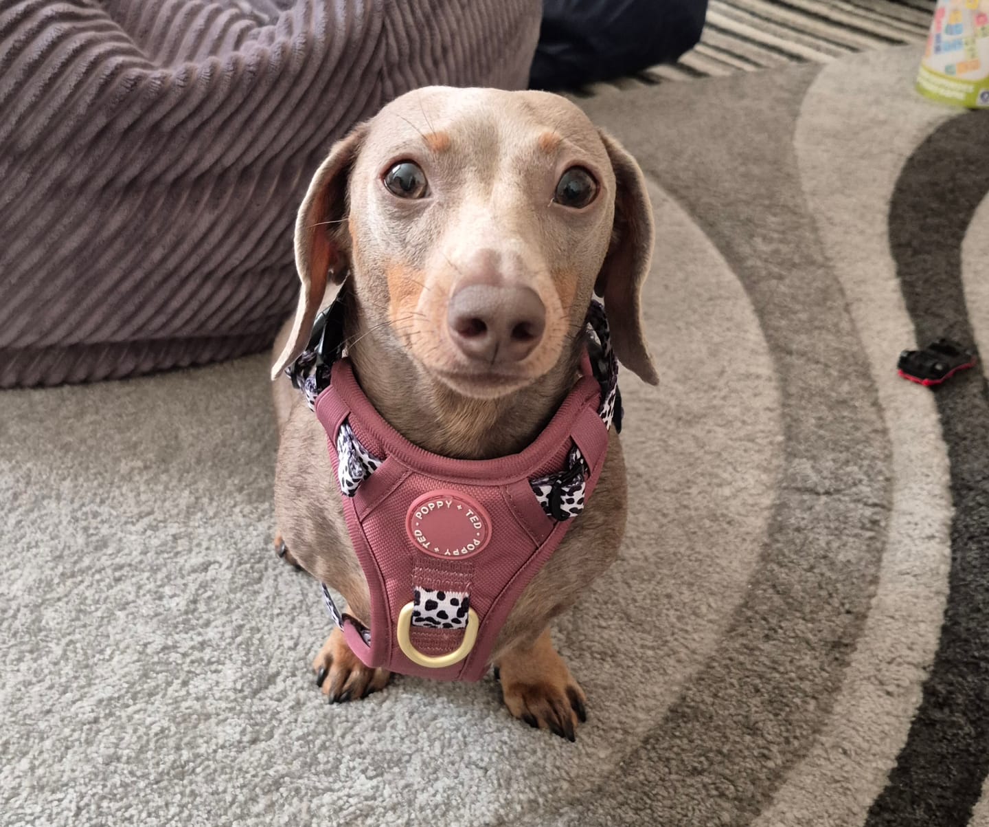 Customer photo review of Luxe Collection | 3-Click Tough Harness | Berry Dalmatian