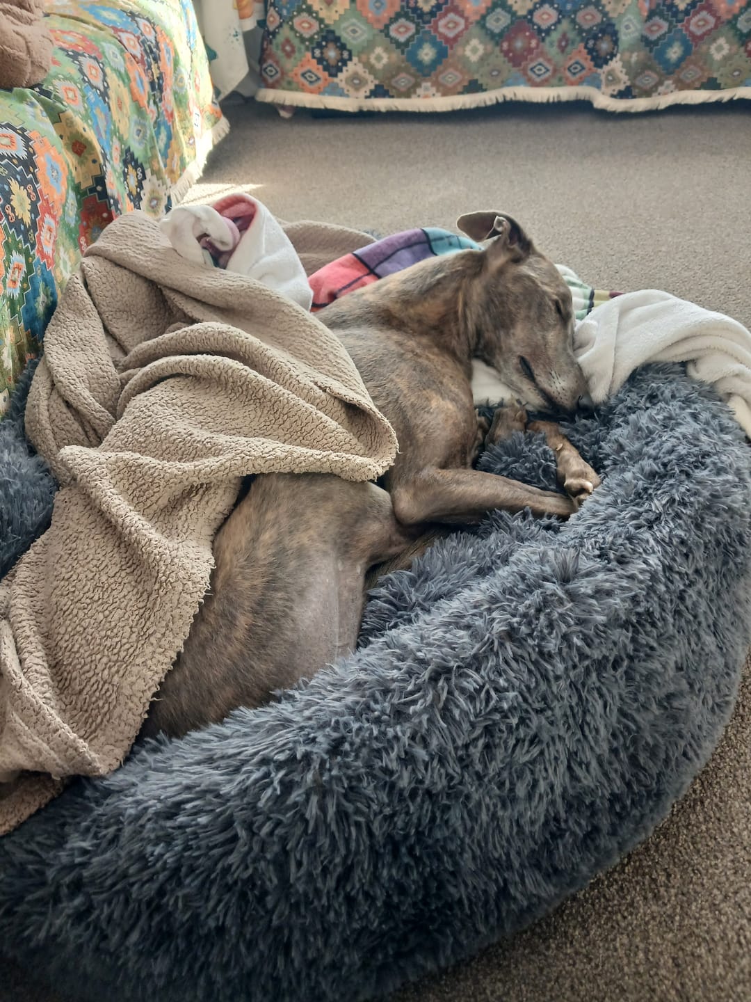 Customer photo review of Brooklyn® Deep Sleep Pet Bed