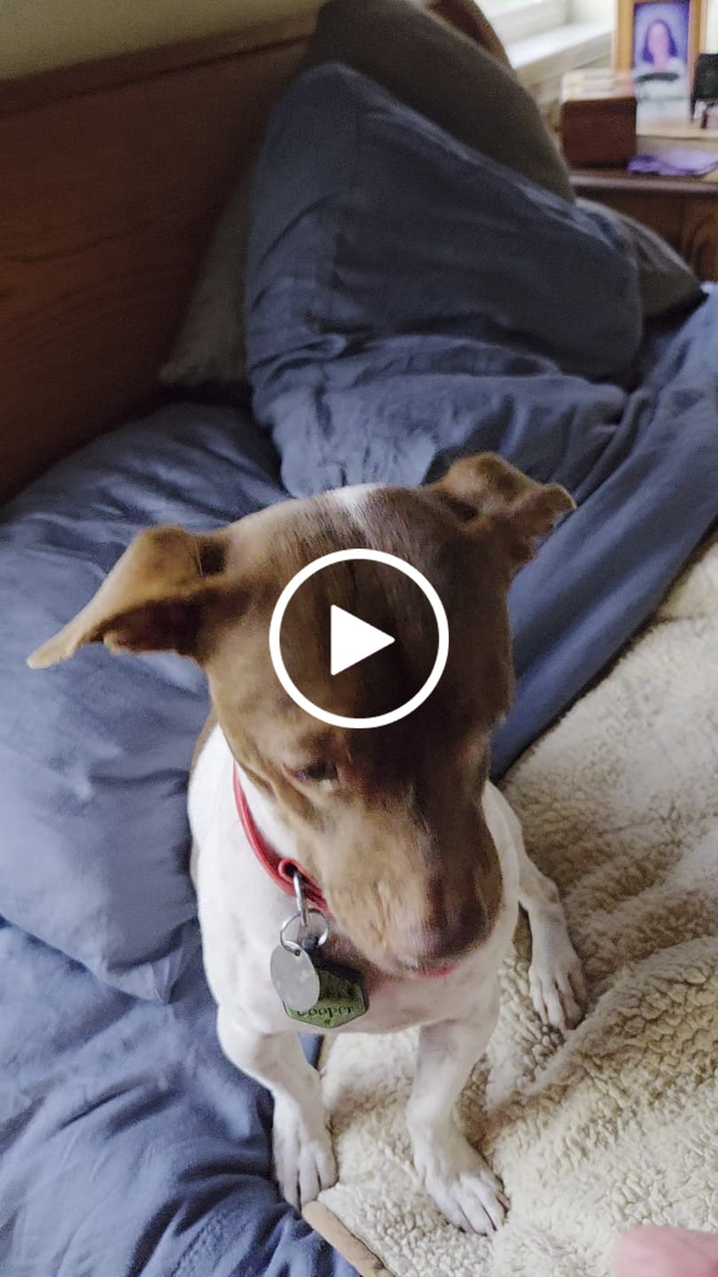 Customer video review of Pill Buddy — Pill Hiding Treats for Clever Dogs