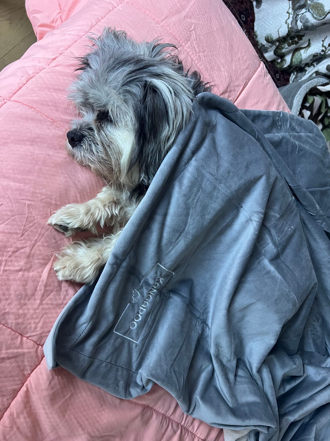 Customer photo review of Kangaroo Pet Blanket