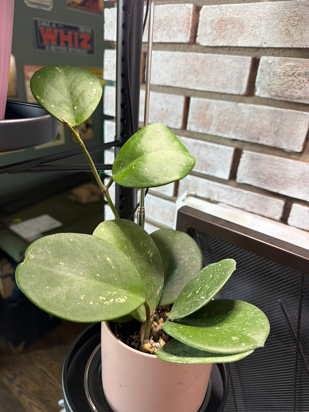 Customer photo review of Hoya obovata