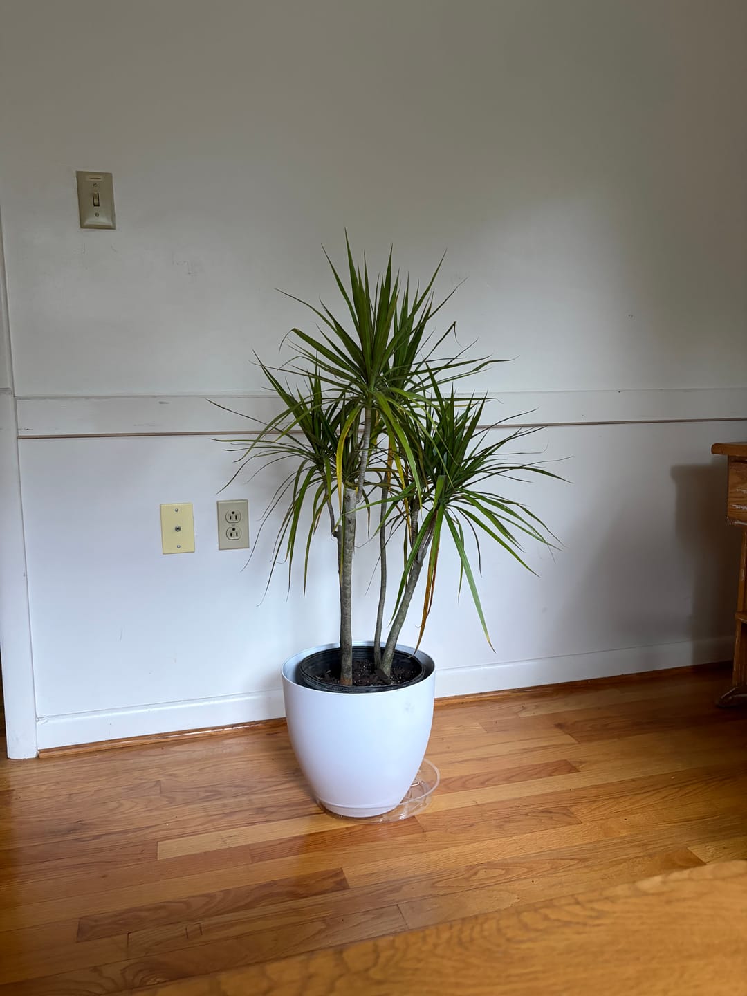 Customer photo review of Dracaena Dragon Tree Green, Tree Form