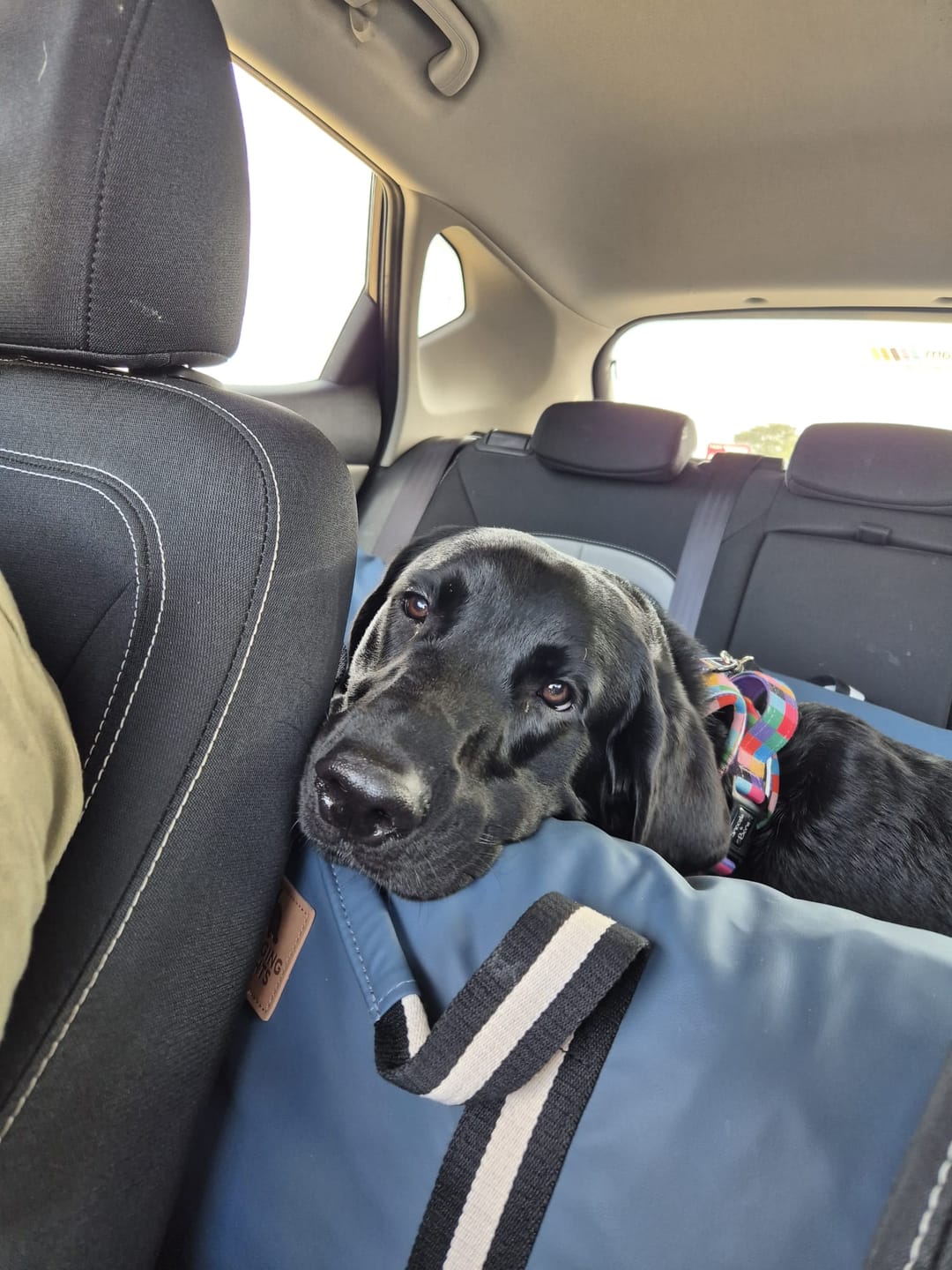 Customer photo review of The Dog Dock V2 New & Improved with ISO Fix
