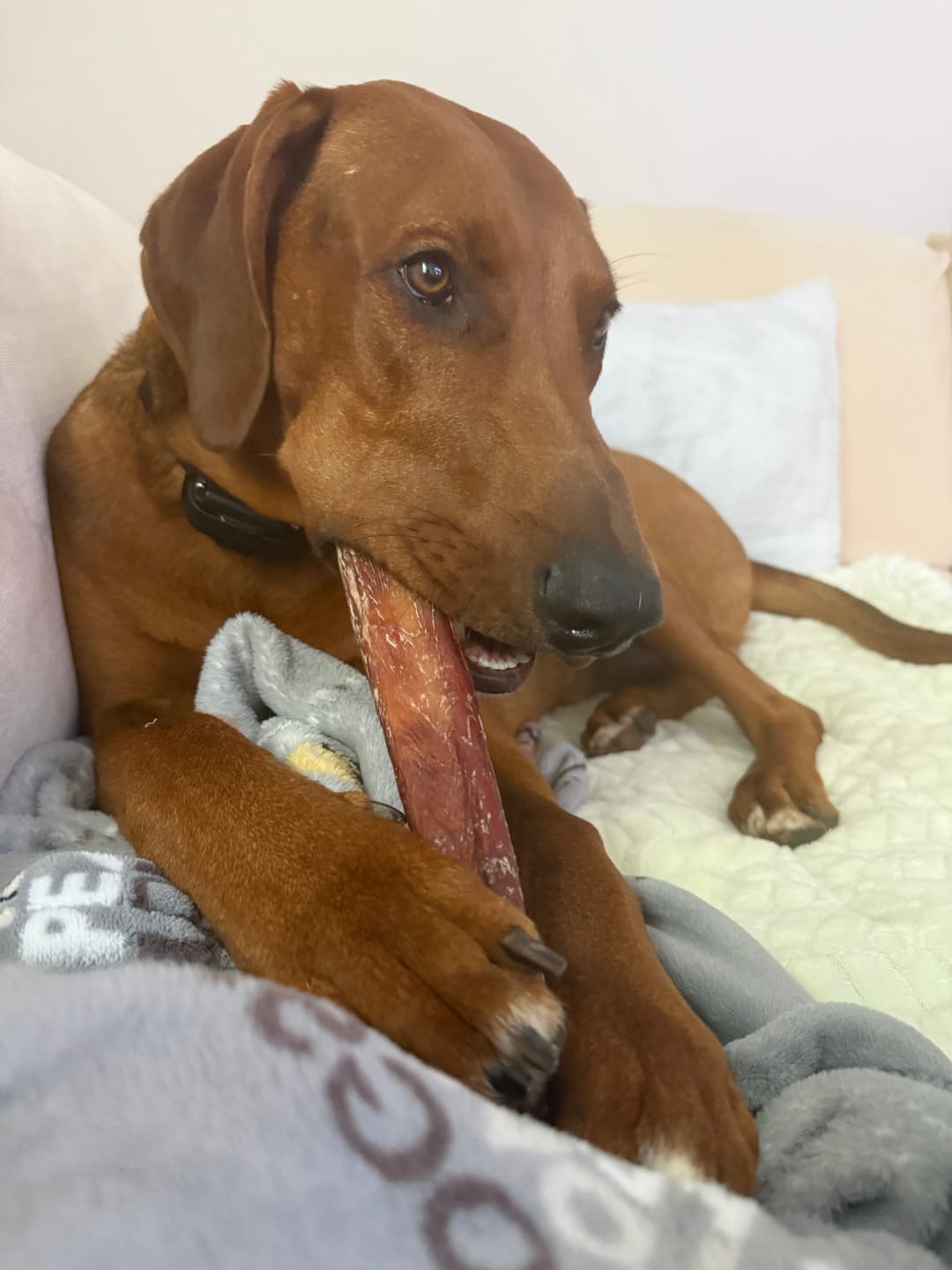 Customer photo review of 12 Inch Monster Bully Stick
