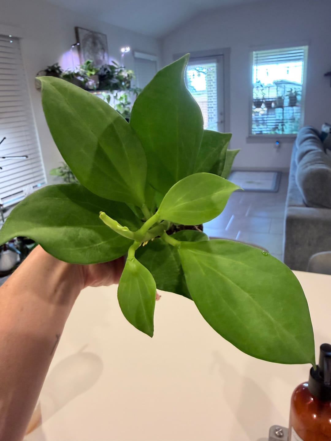 Customer photo review of Hoya pachyclada