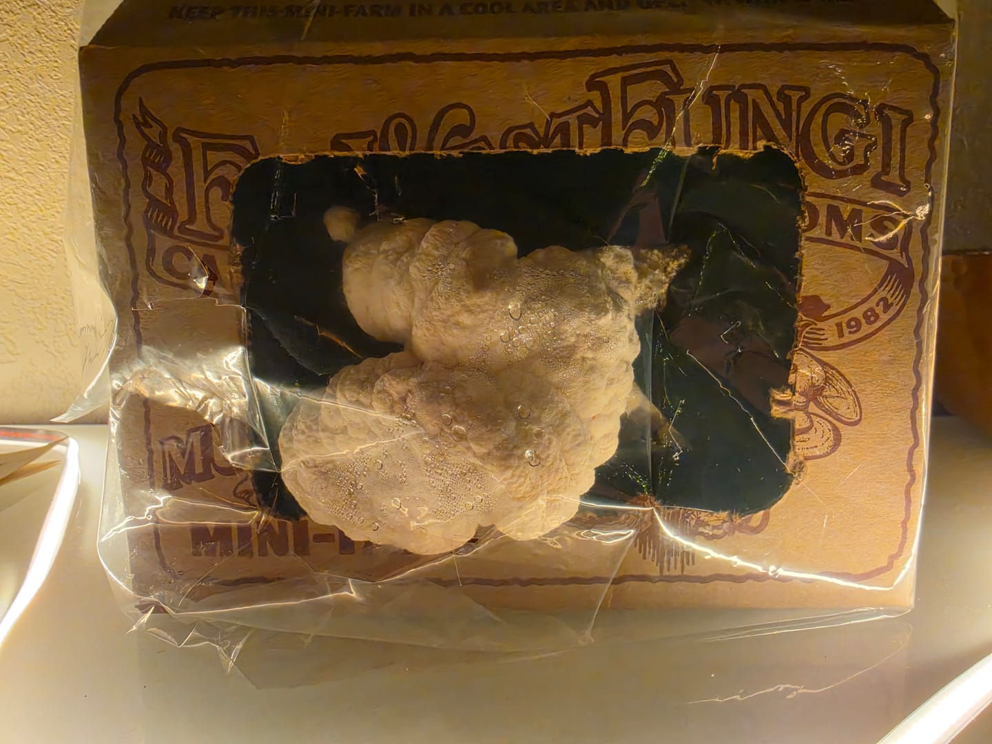 Customer photo review of Mushroom Mini-Farm Grow Kit & Forager Knife Bundle