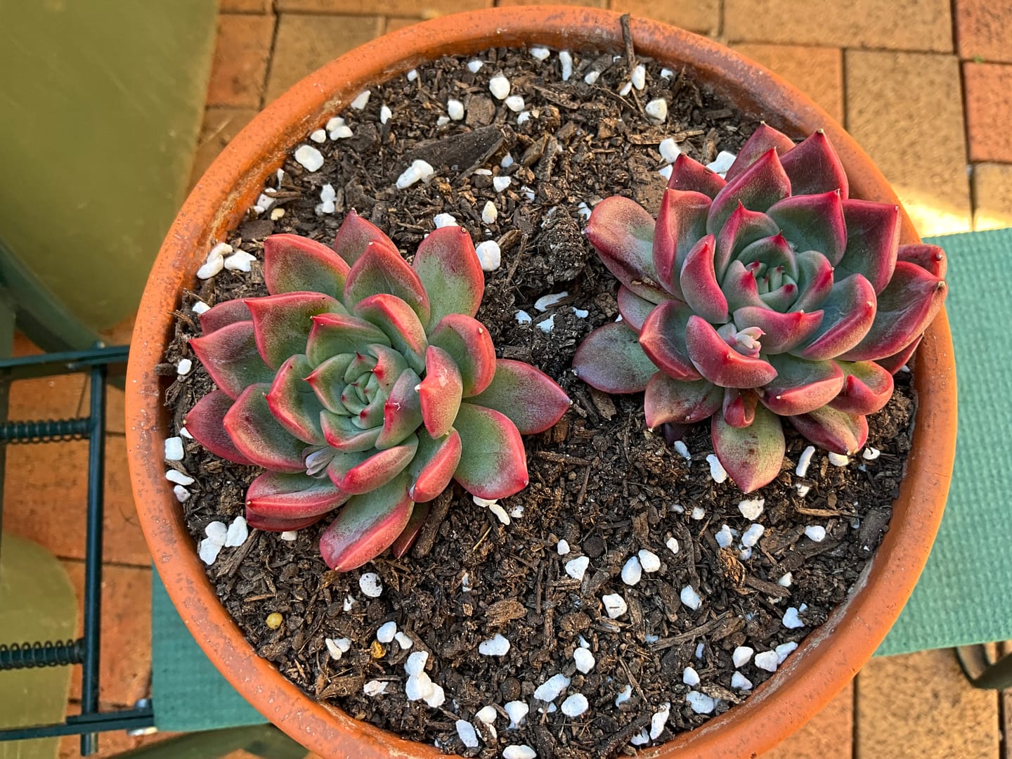 Customer photo review of Echeveria agavoides 'Floridity'