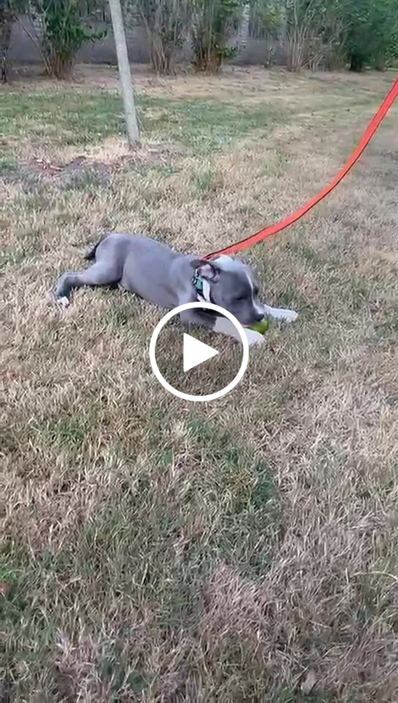 Customer video review of 1.4m Active Light Leash - Orange