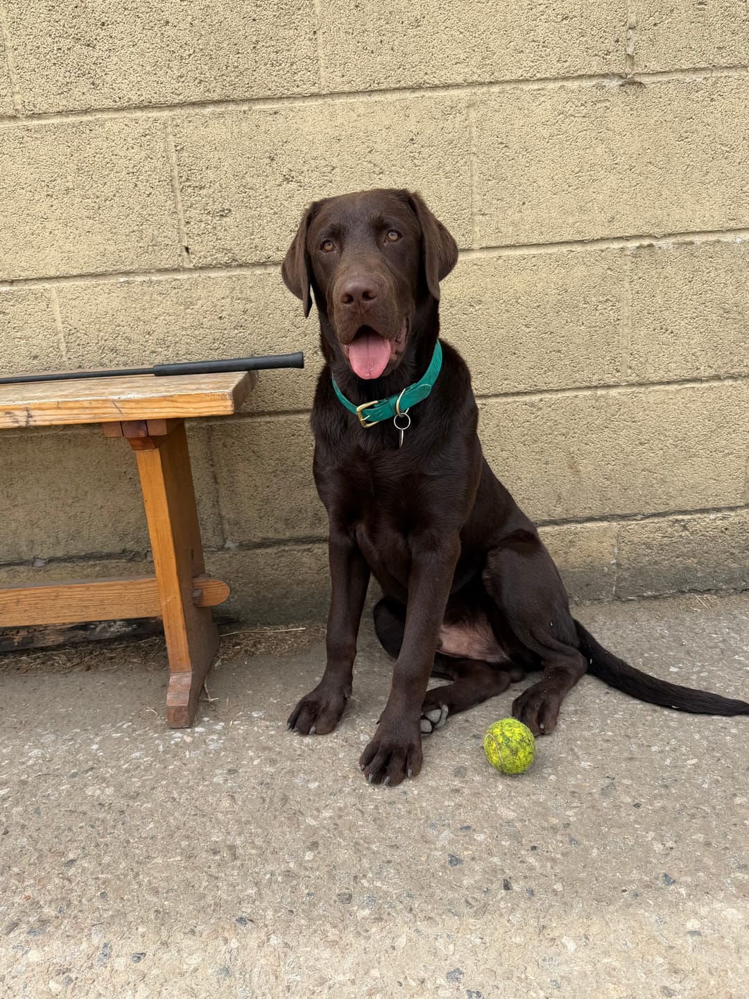 Customer photo review of All Weather Biothane Dog Collar