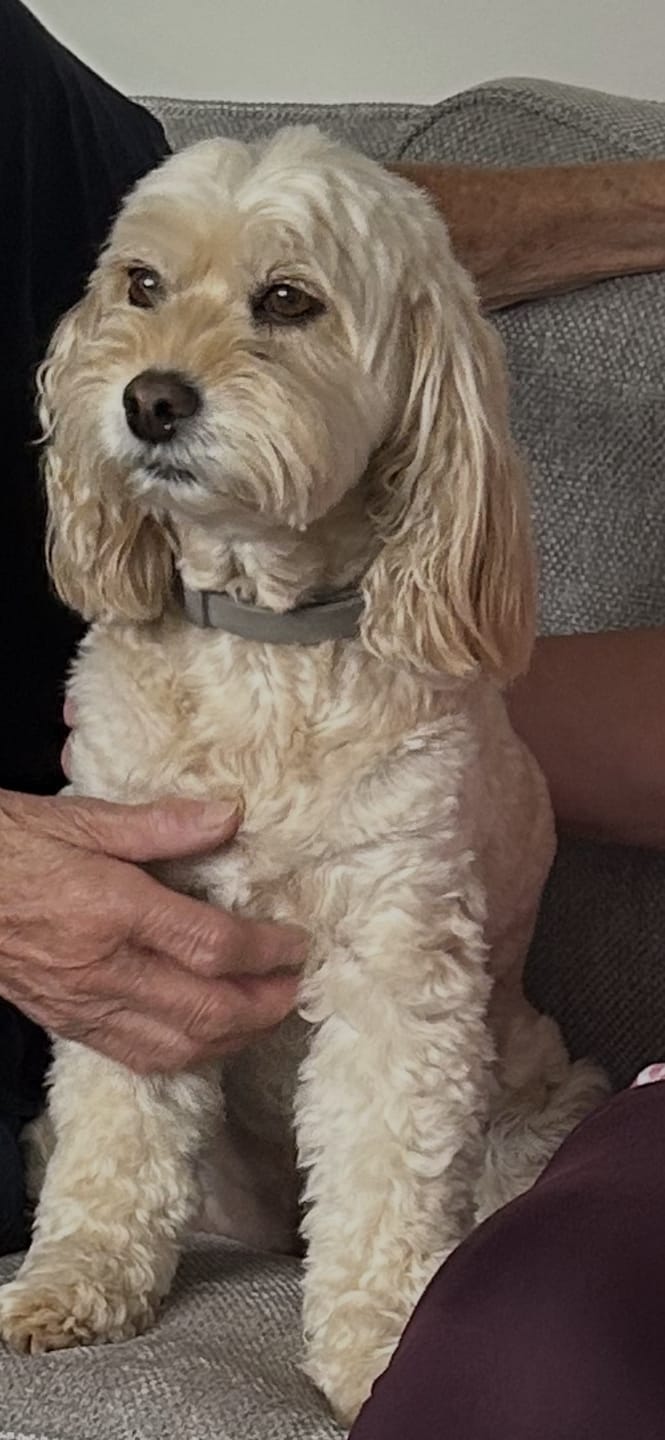 Customer photo review of BIO-COLLAR™ - 8 Months Natural Flea & Tick Protection