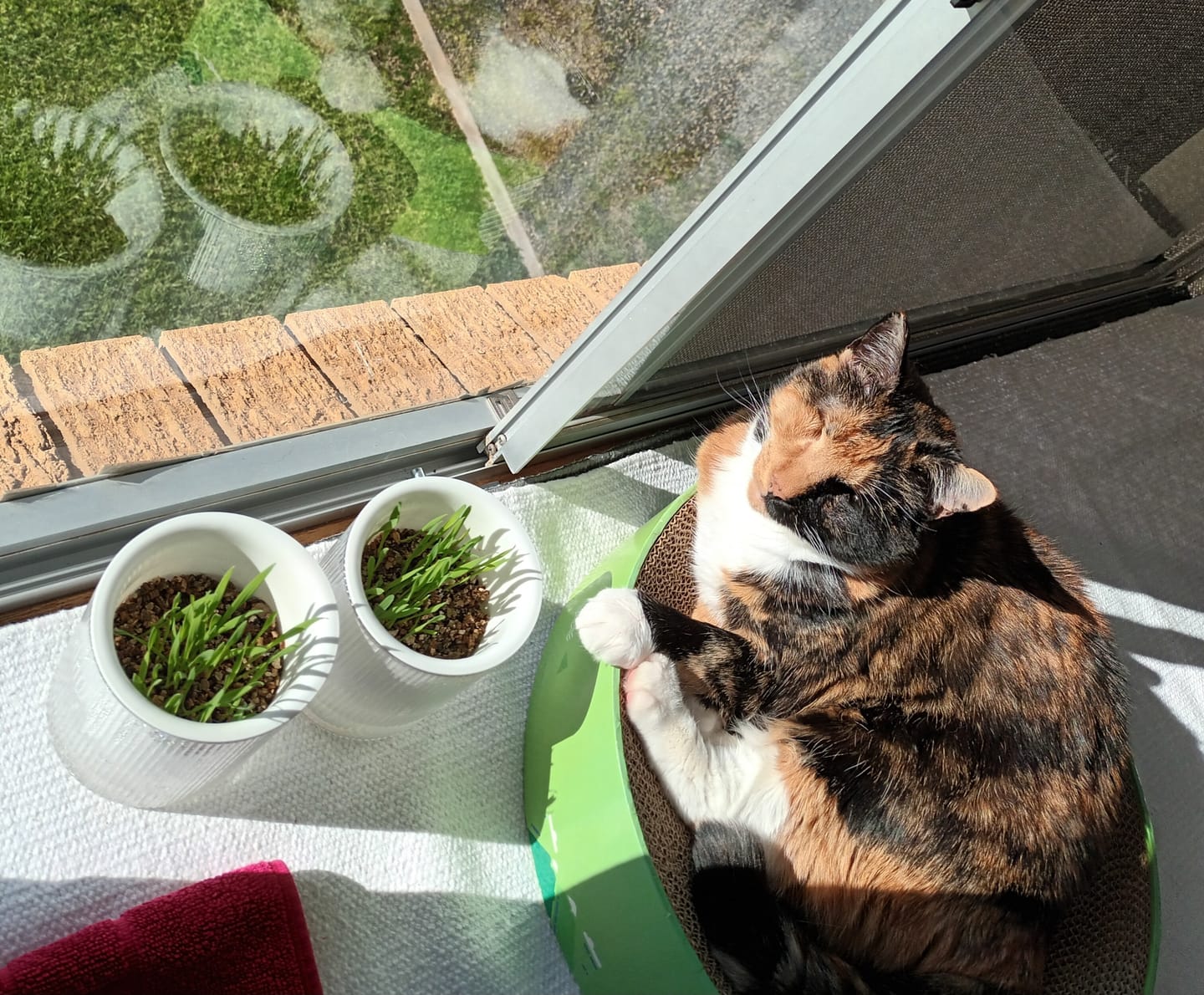 Customer photo review of MICHU Cat Grass Seed & Mulch Refill