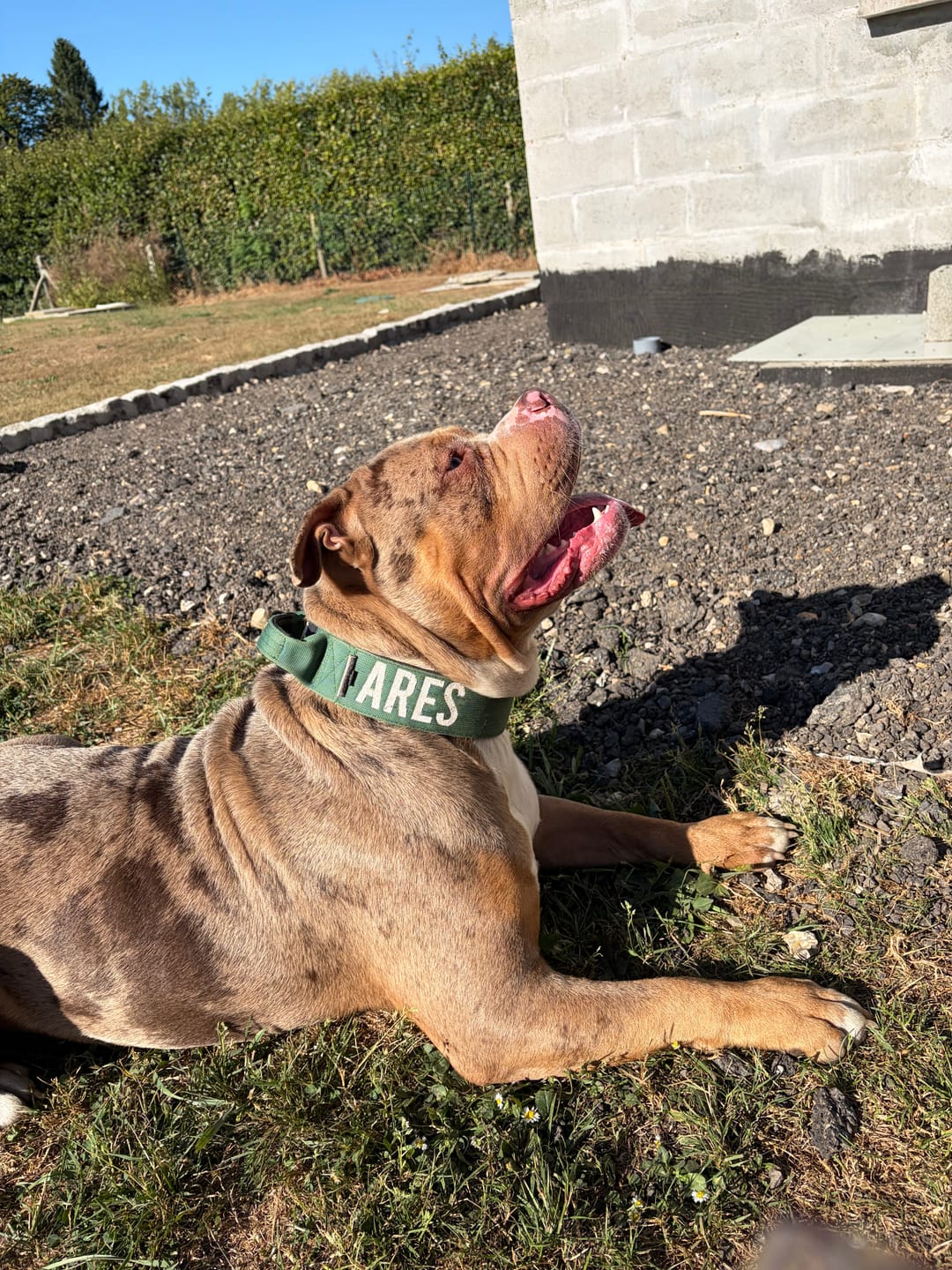 Customer photo review of Green Bully Proof Collar