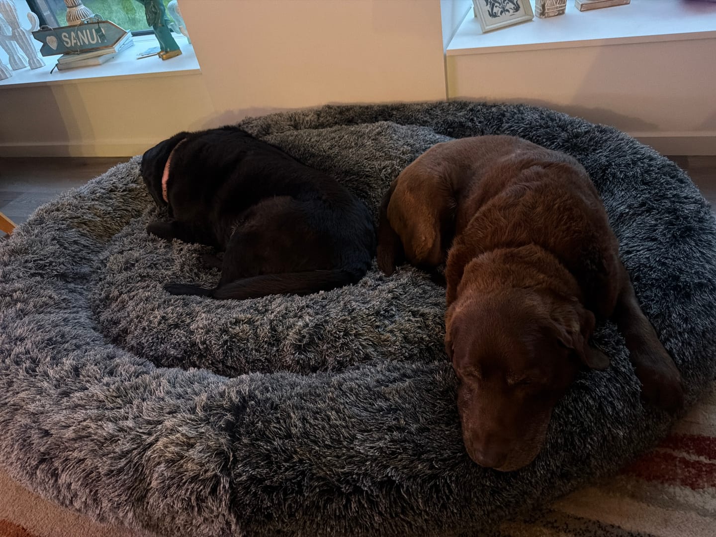 Customer photo review of Premium Calming Pet Bed with Removable Cover