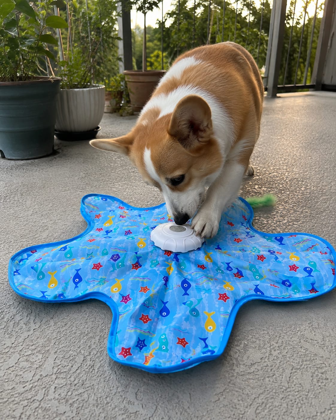 Customer photo review of Pawzzle™ Interactive Dog Toy