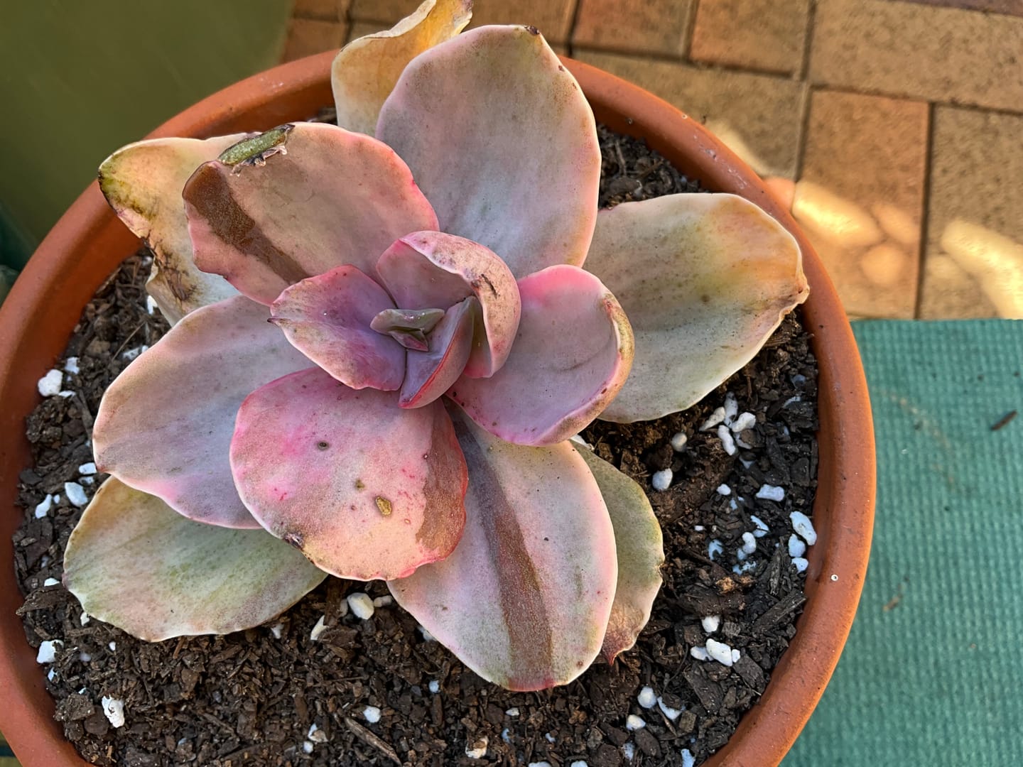 Customer photo review of Echeveria 'Decora' Variegated