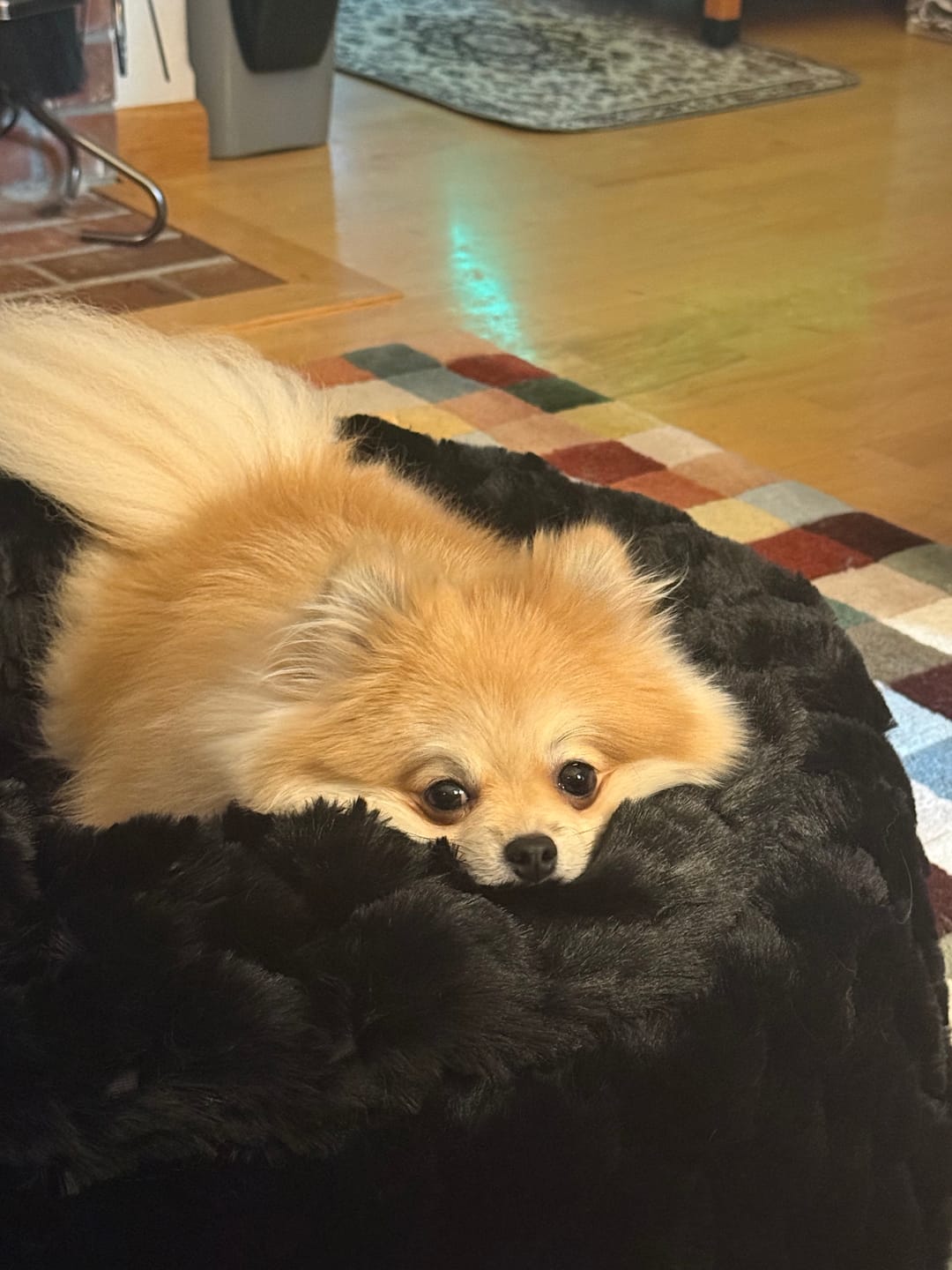 Customer photo review of Black Crinkle Pet Bed
