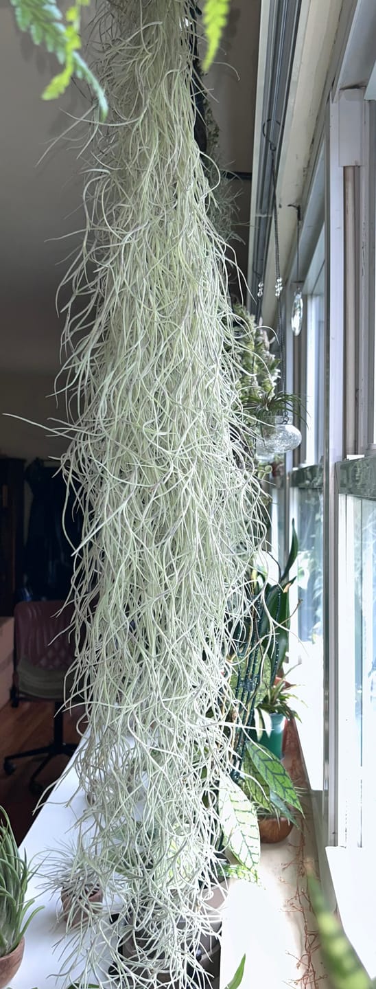 Customer photo review of Usneoides (Spanish Moss) White  On Hanging Wire!