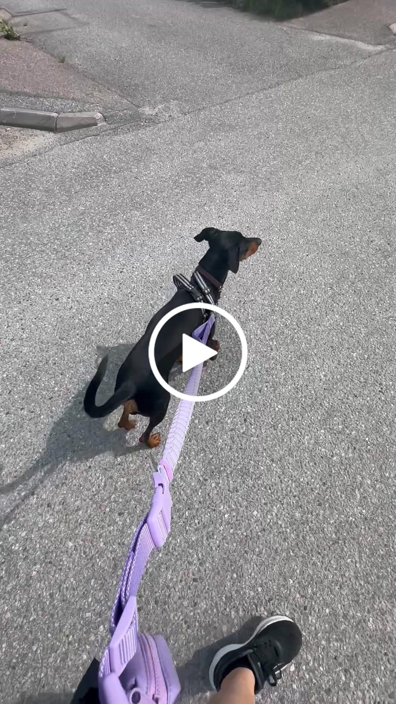 Customer video review of Multipurpose Seatbelt Handsfree Leash & Poop Bag Holder Set