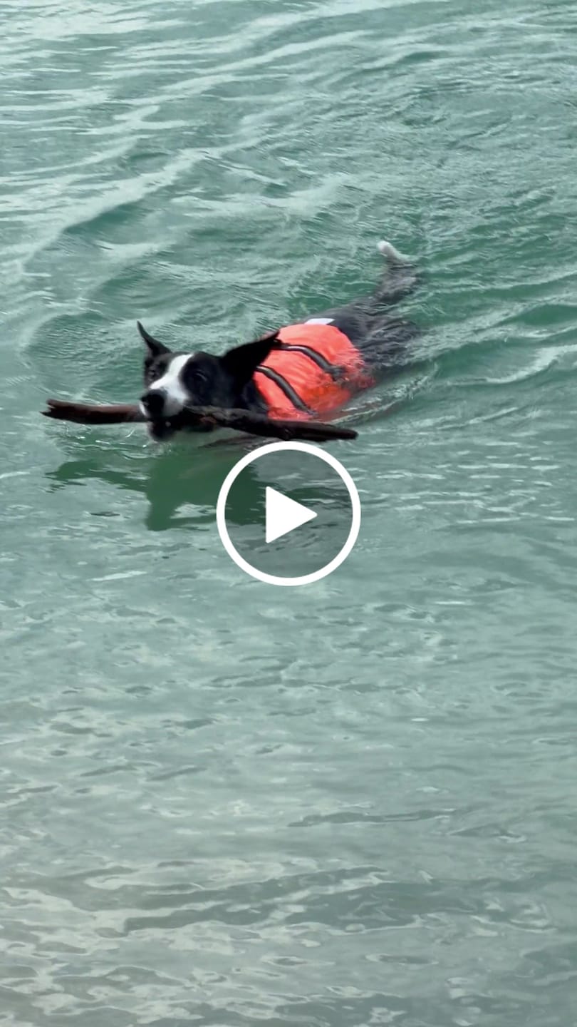 Customer video review of TruePet Hunde-Schwimmweste mit Rettungsgriff | Reflektierend | Verstellbar | XXS-XXL