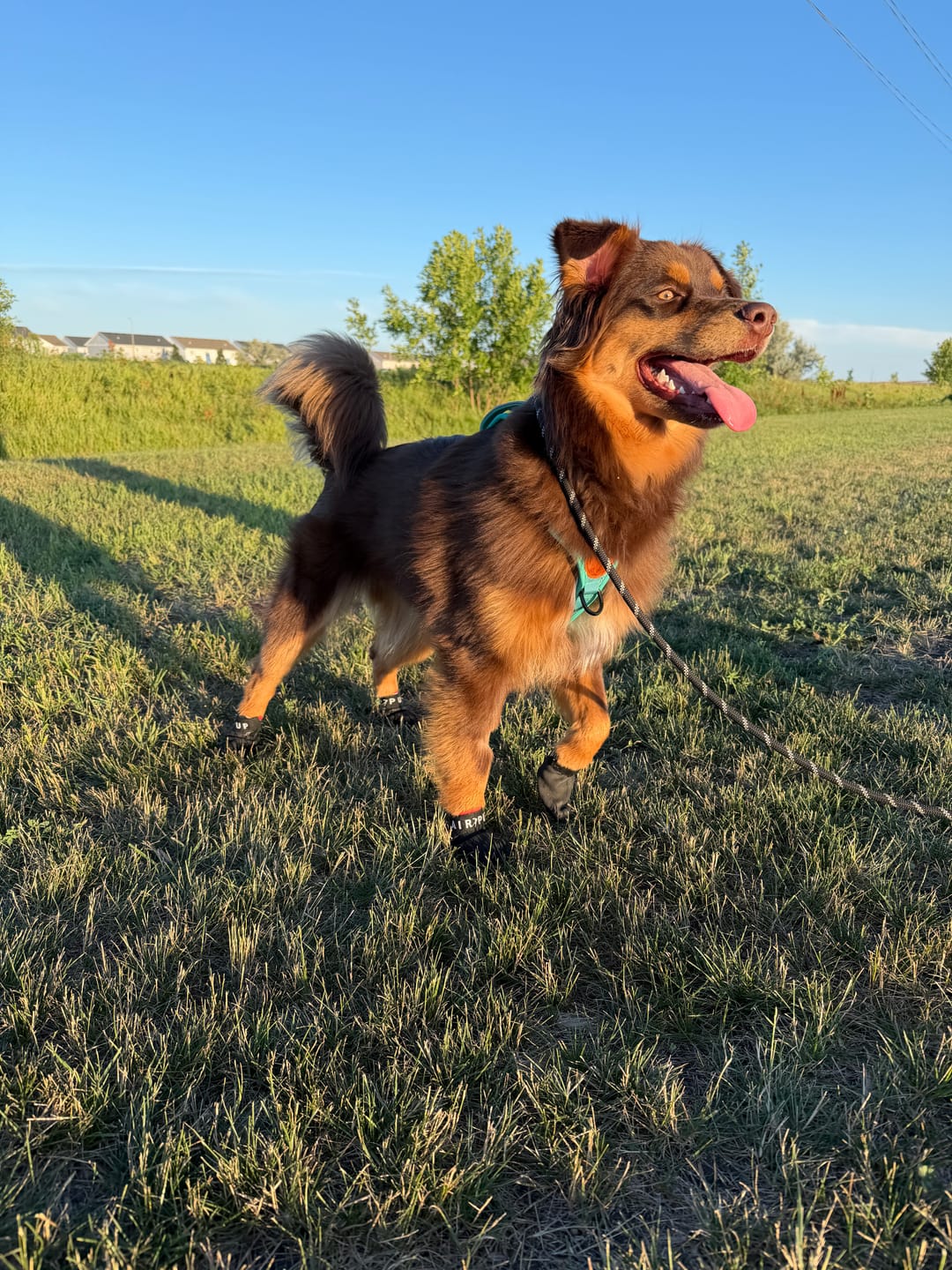 Customer photo review of AIR PUP SPRINTERS - SET OF 4