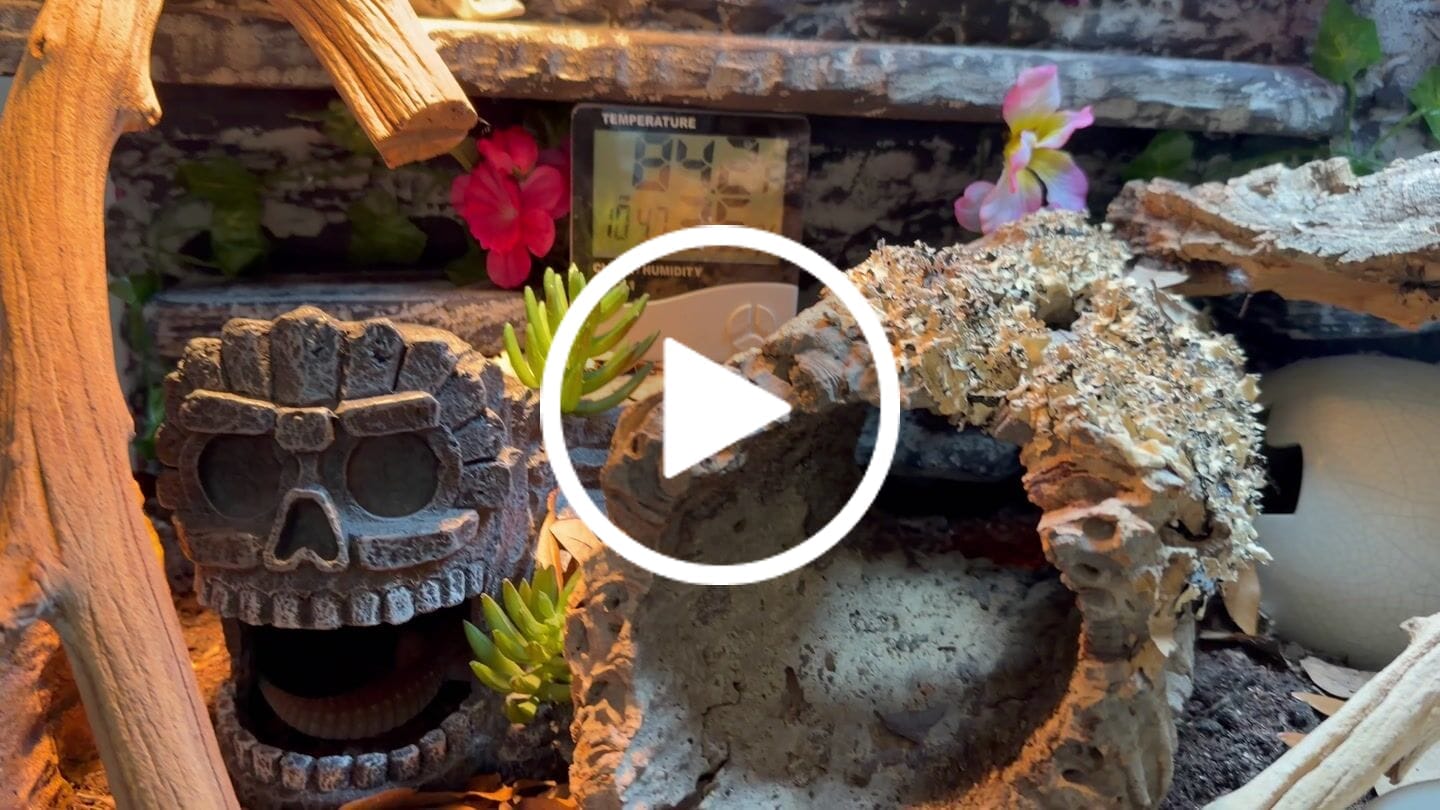 Customer video review of 50 Gallon Geckos Tanks 36x18x18