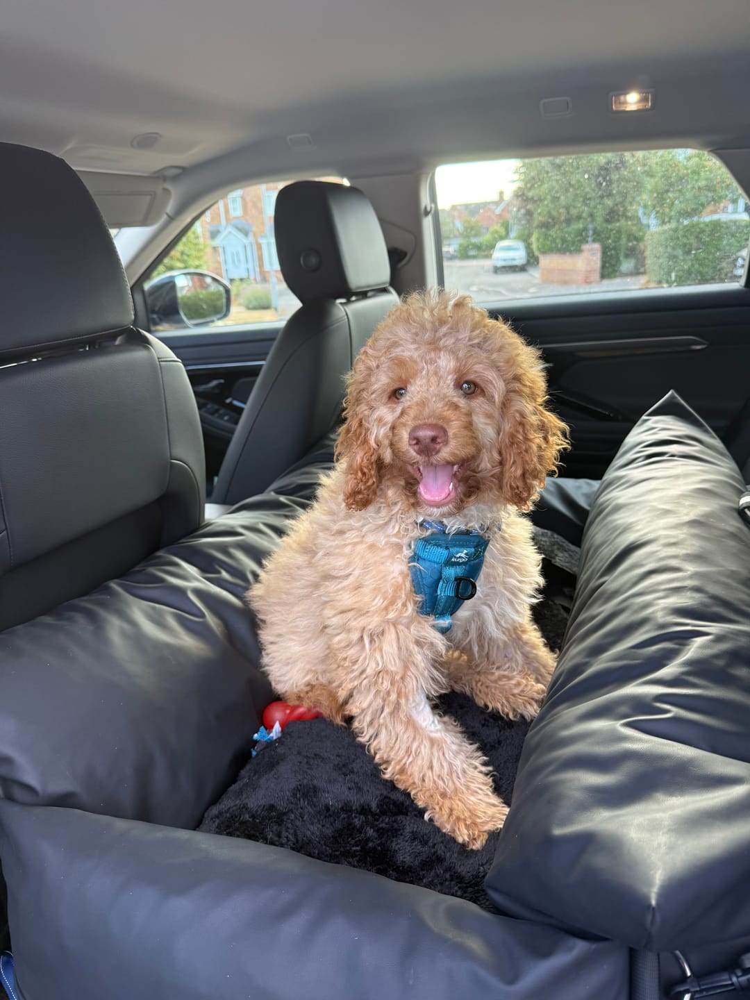 Customer photo review of The Dog Dock V2 New & Improved with ISO Fix