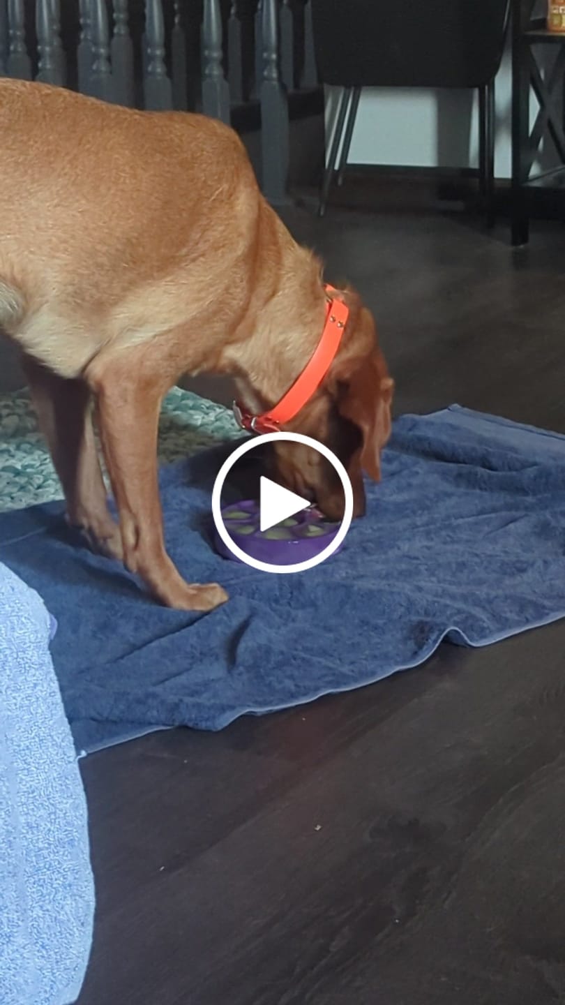Customer video review of FreezWheel - Durable Interactive Chew