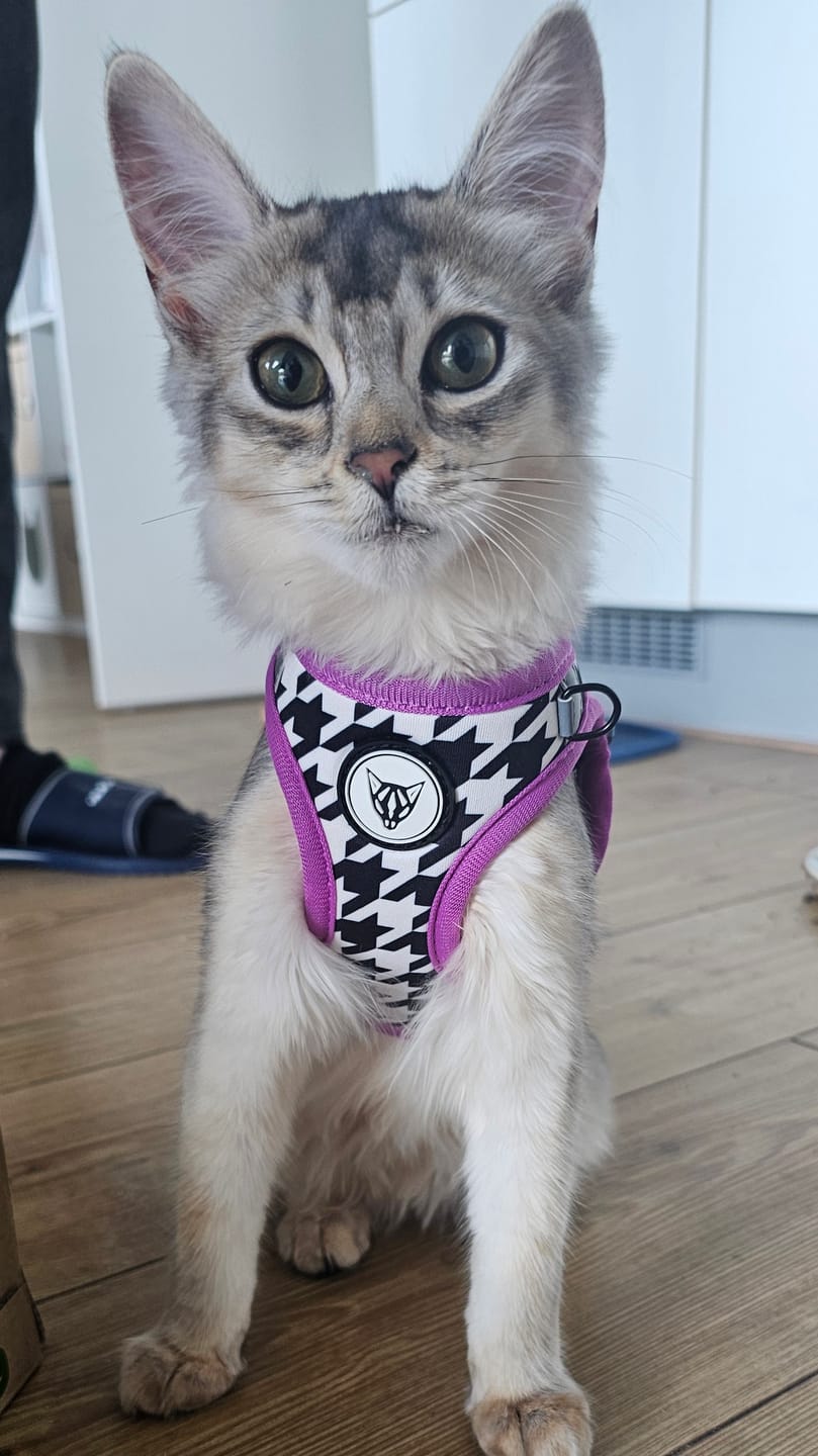 Customer photo review of Tailored Tux Edition - Step In Cat Harness