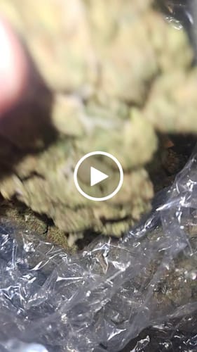 Lemon Cherry Gelato Mediums - Bulk Mediums - Hybrid photo review