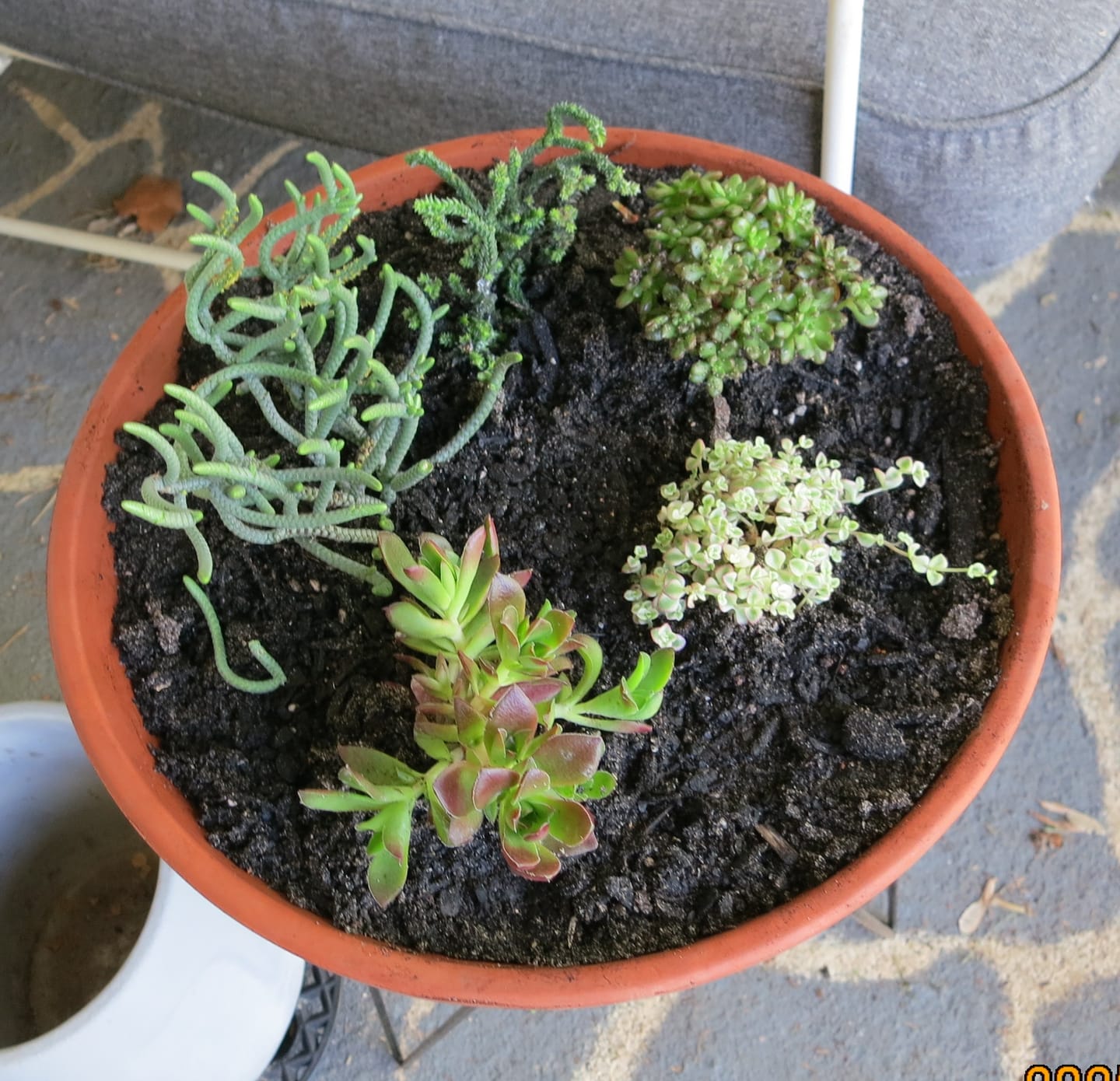 Customer photo review of Crassula muscosa 'Green Snake'