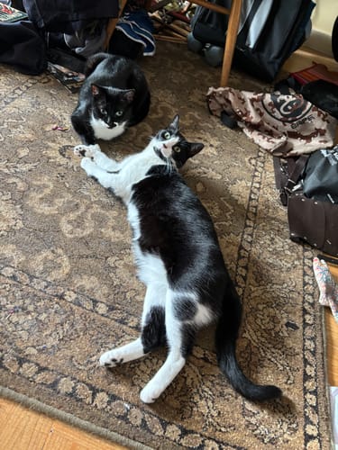 Customer photo review of Applaws Ocean Fish Cat Can