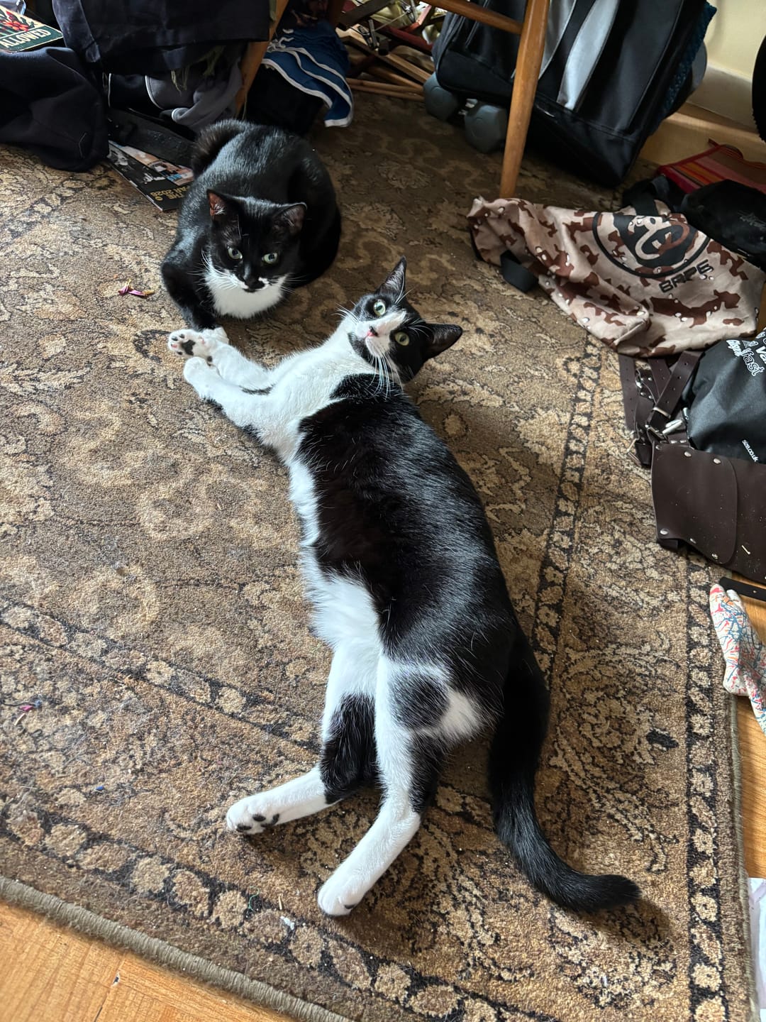 Customer photo review of Applaws Ocean Fish Cat Can