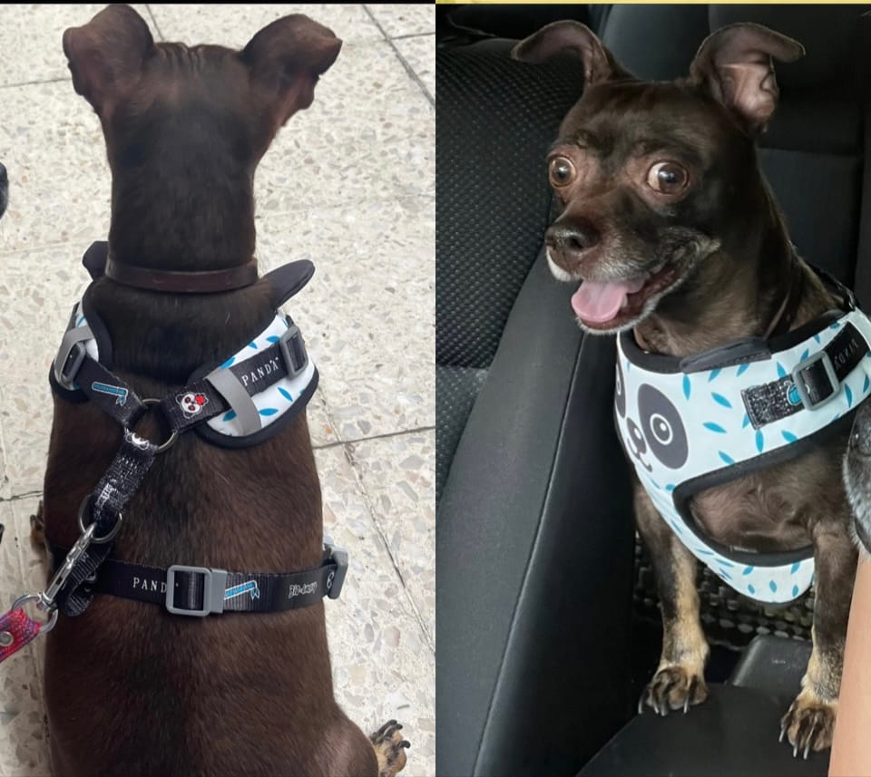 Customer photo review of CT1374 1 Pieza De Pechera Para Mascota