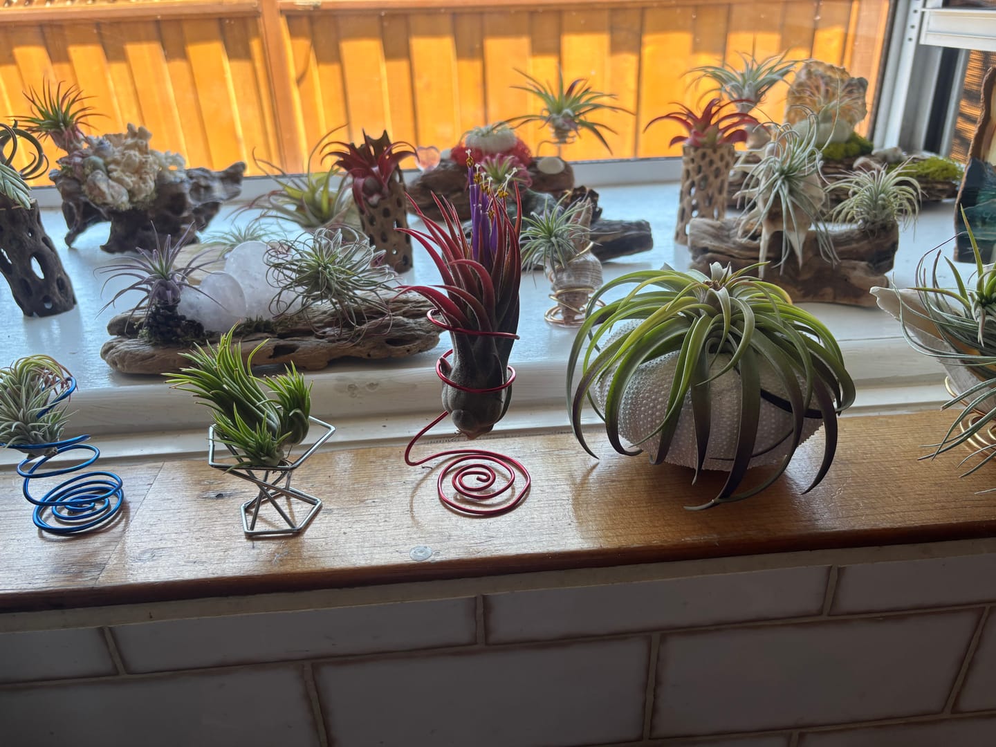Customer photo review of 15 Pack Premium Air Plants Mix  *Cannot Be Shipped Internationally*