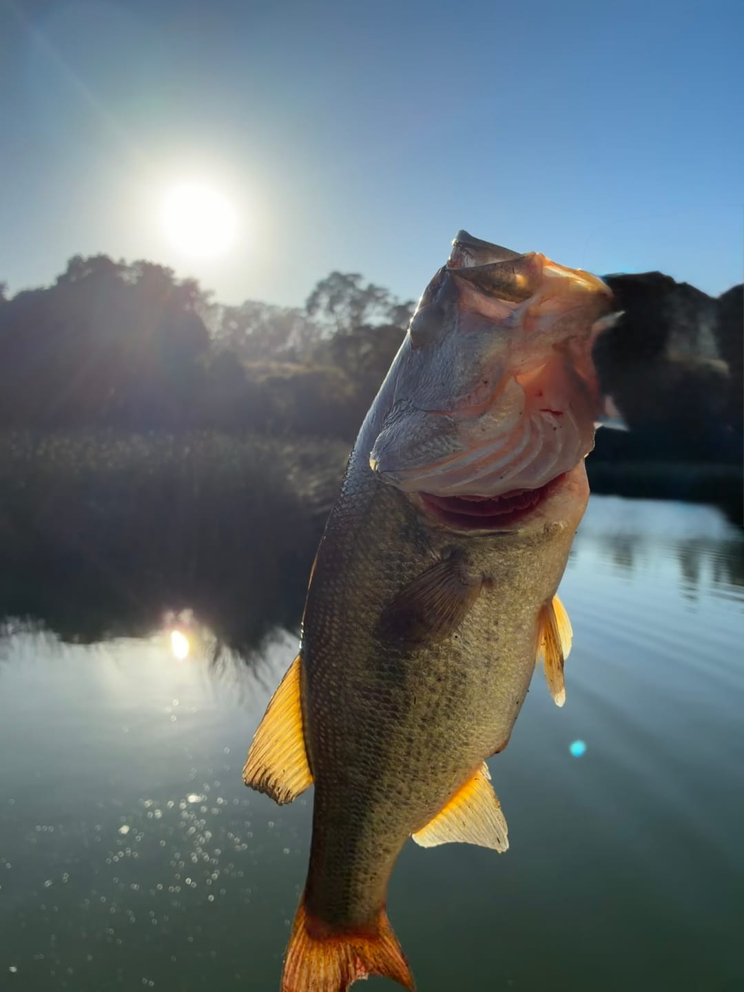 Customer photo review of VIBE Spinners Easy Catch Search Bait