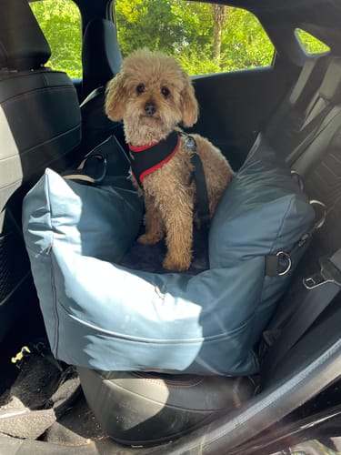 Customer's Dog Dock V2 installed on a car seat with a small tan dog sitting inside the blue padded enclosure.