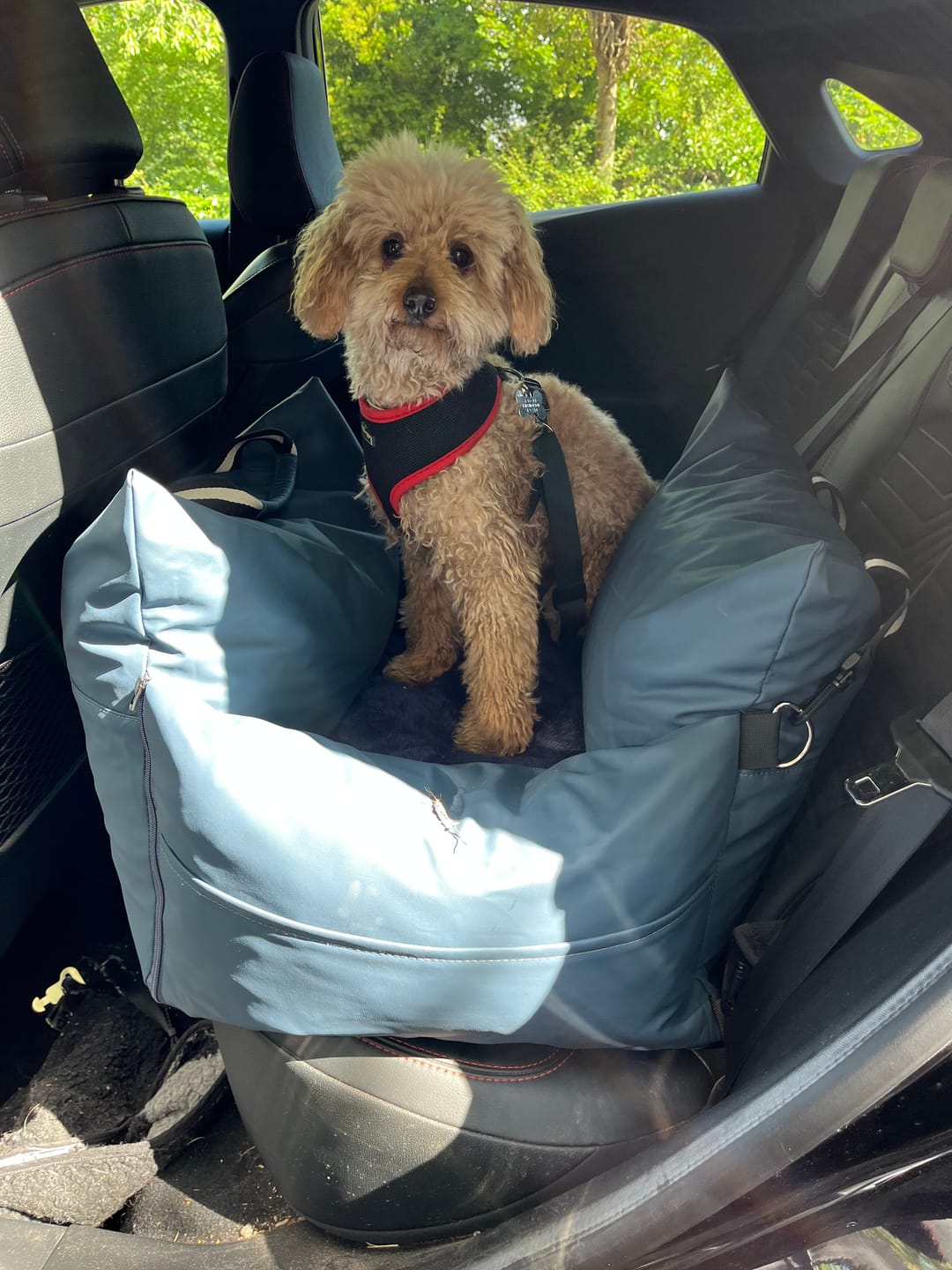 Customer photo review of The Dog Dock V2 New & Improved with ISO Fix